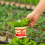 Cabbage – China Express – 4″ Pot